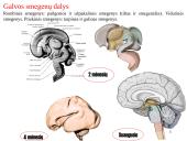 Galvos smegenys ir jų dalys 5 puslapis