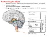 Galvos smegenys ir jų dalys 6 puslapis