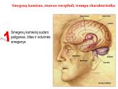 Galvos smegenys ir jų dalys 7 puslapis