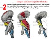 Galvos smegenys ir jų dalys 8 puslapis