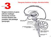 Galvos smegenys ir jų dalys 9 puslapis
