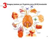Galvos smegenys ir jų dalys 10 puslapis