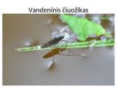 Vanduo, vandens savybės 12 puslapis