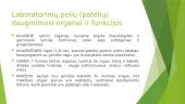 Laboratorinių pelių reprodukcinės fiziologijos ypatumai 5 puslapis