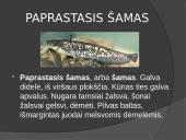 Lietuvos žuvys 12 puslapis