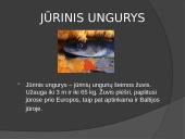 Lietuvos žuvys 13 puslapis