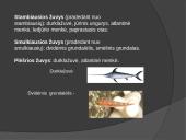 Lietuvos žuvys 3 puslapis