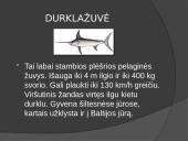 Lietuvos žuvys 4 puslapis