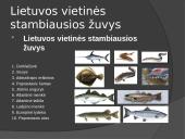 Lietuvos žuvys 9 puslapis