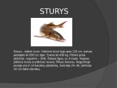 Lietuvos žuvys 10 puslapis