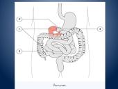 Įsiurbimas ir kepenų veikla 3 puslapis