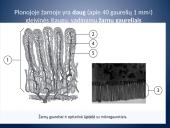 Įsiurbimas ir kepenų veikla 6 puslapis