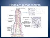 Įsiurbimas ir kepenų veikla 7 puslapis