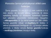 Įsiurbimas ir kepenų veikla 8 puslapis