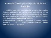 Įsiurbimas ir kepenų veikla 9 puslapis