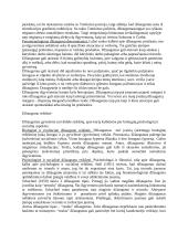 Džiaugsmas. Teigiamas ir neigiamas afektas 11 puslapis