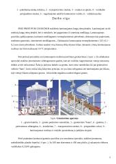 Laminavimo staklės 5 puslapis