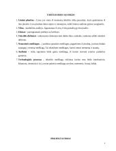Moteriškos aprangos detalė: Rankinė 3 puslapis