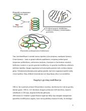 Genų inžinerija ir genetiškai modifikuotas maistas 6 puslapis