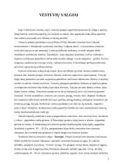 Lietuvių apeiginiai valgiai 3 puslapis