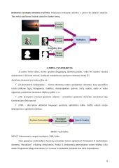 Vaizdų glaudinimo standartai (MPEG) 9 puslapis