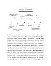 Konflikto eiga ir raida 3 puslapis