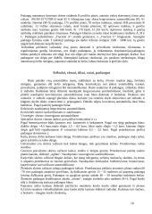 Automobiliai ir pagrindinės jų dalys 18 puslapis