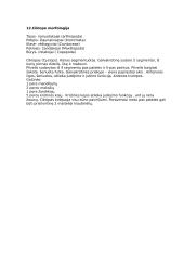 Bestuburių teorija 11 puslapis