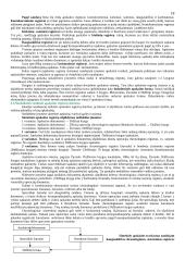 Buhalterinės apskaitos pradmenys 18 puslapis