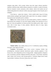 Fitoterapija. Kas tai? 4 puslapis