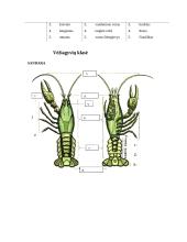 Nariuotakojų tipas 2 puslapis