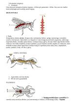 Nariuotakojų tipas 11 puslapis