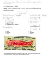 Nariuotakojų tipas 12 puslapis