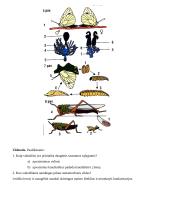 Nariuotakojų tipas 13 puslapis