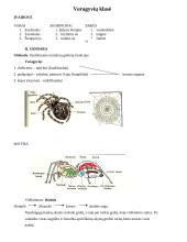 Nariuotakojų tipas 15 puslapis
