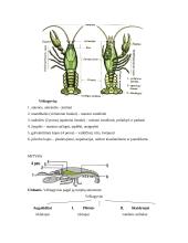 Nariuotakojų tipas 3 puslapis