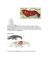 Nariuotakojų tipas 4 puslapis