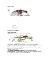 Nariuotakojų tipas 5 puslapis