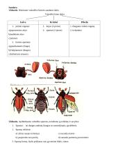 Nariuotakojų tipas 9 puslapis