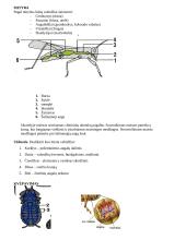 Nariuotakojų tipas 10 puslapis
