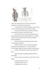 Nugaros ir galvos smegenys 15 puslapis