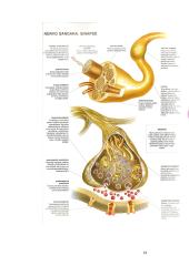 Nugaros ir galvos smegenys 19 puslapis