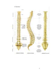 Nugaros ir galvos smegenys 4 puslapis