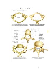Nugaros ir galvos smegenys 5 puslapis