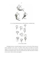Rankų protezinė sistema: galimybės ir ypatumai 17 puslapis