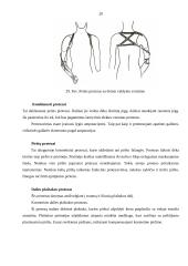 Rankų protezinė sistema: galimybės ir ypatumai 20 puslapis