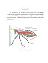Vabzdžių rūšys 3 puslapis