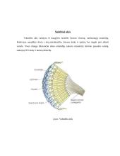 Vabzdžių rūšys 4 puslapis