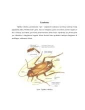 Vabzdžių rūšys 5 puslapis