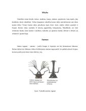 Vabzdžių rūšys 6 puslapis